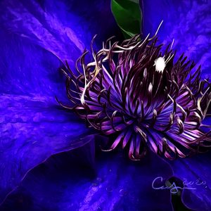 Blue Clematis