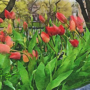 Crimson Tulips In The Breeze
