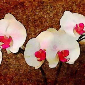 Orchids All In A Row