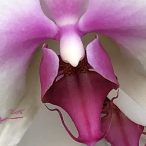 Rose Faced Orchid