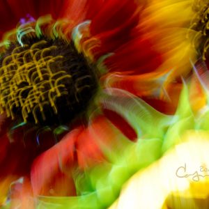 Sunflower Impressions