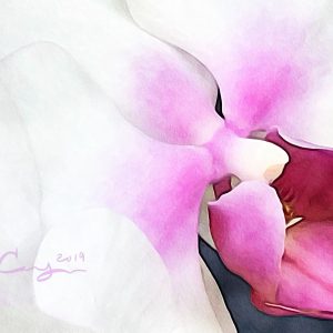 White Orchid with Blush Heart