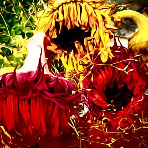 Wilted Sunflowers