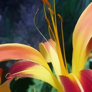 A Celebration of Lilly