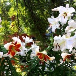 A Chorus Line Of Lillies