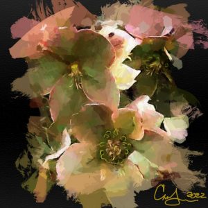 Hellebore